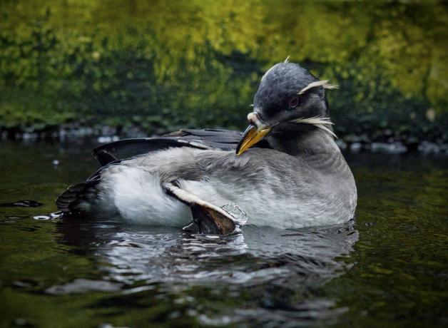 Rhinocerous Auklet grooming