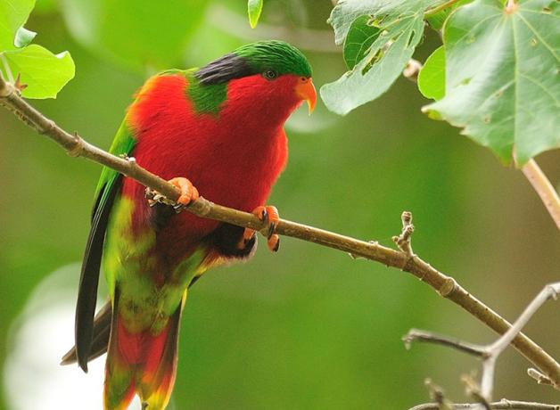 A bright red bird with green wings, green and black top of head and curved sharp orange beak.