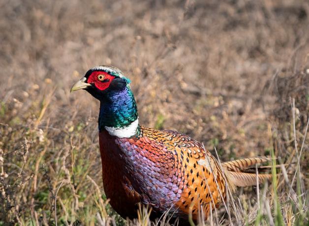 A male Ring-necked Pheasant turned slightly to his right while standing in a sunlit grassy area.