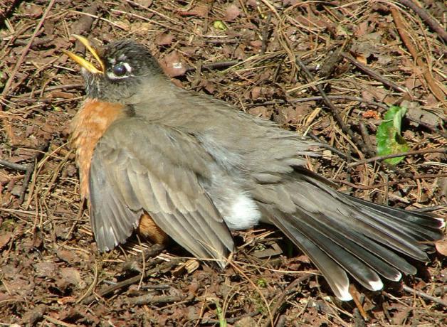 American Robin sitting with its belly on the ground and wings outspread