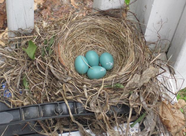 An American Robin's nest built atop a car battery on a porch in New Hampshire
