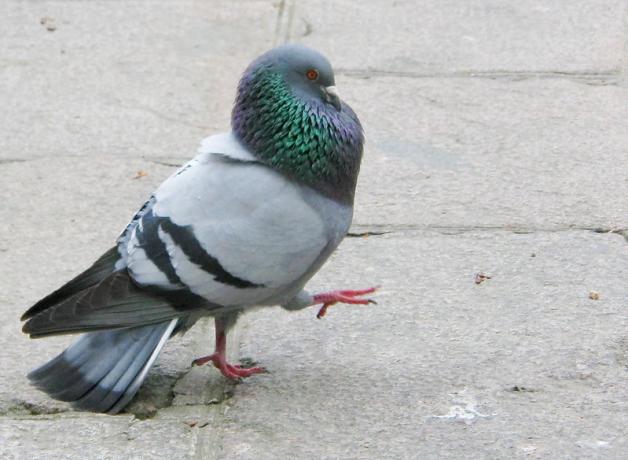 A Rock Pigeon seen in profile, high-stepping along over paving stones 
