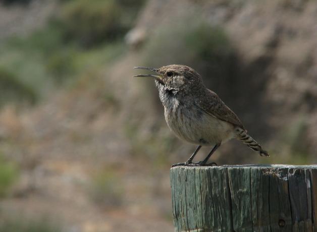 A Rock Wren singing while perched on a fence post