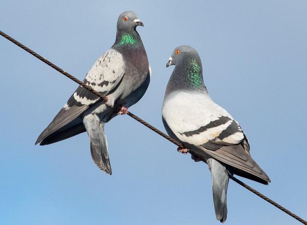 Two Rock Pigeons perched side by side on a wire in sunshine