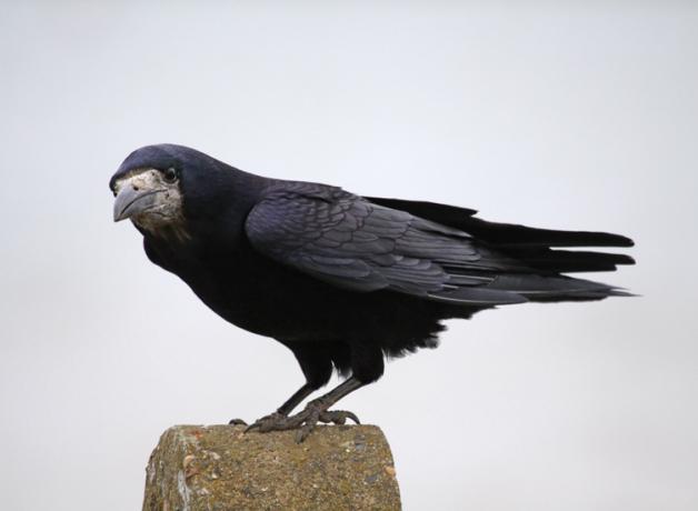Rook