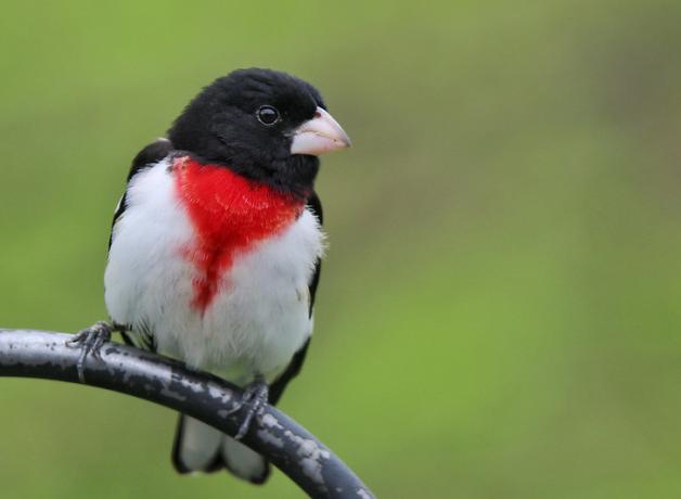 Rose-breasted Grosbeak