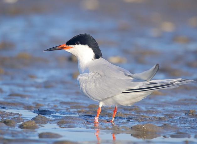A Roseate Tern standing on a a sunlit shoreline