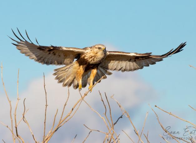A Rough-legged Hawk, wings outspread, flies toward the viewer with partly cloudy sky in the background