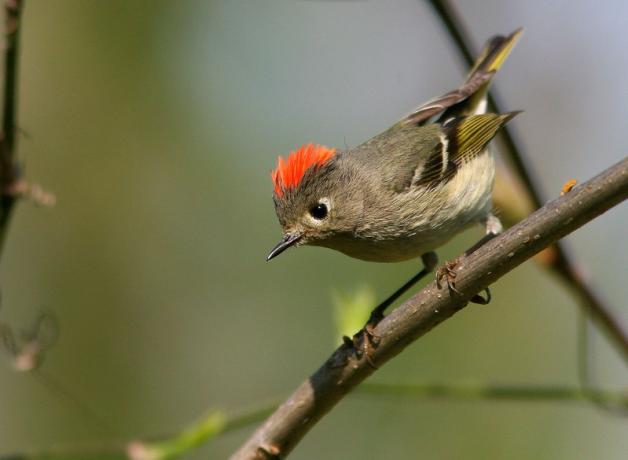 Ruby-crowned Kinglet