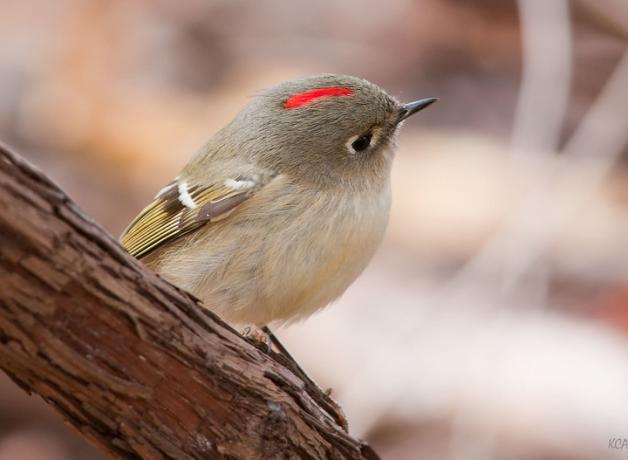 A Ruby-crowned Kinglet perched on the side of a branch, bird seen in right profile, tiny red crest showing on top of its head