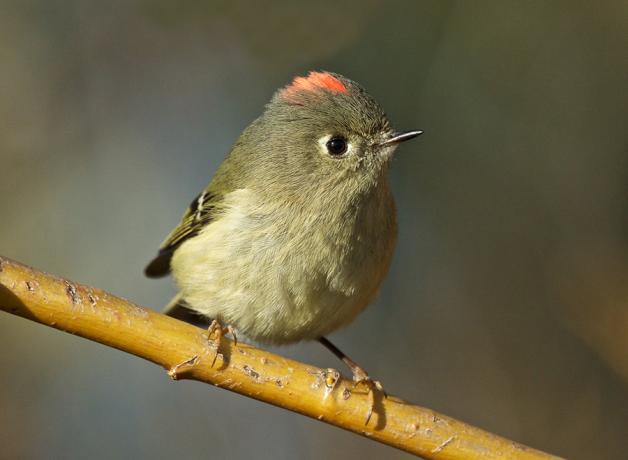Ruby-Crowned Kinglet