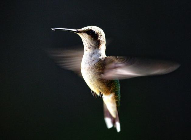 A Ruby-throated Hummingbird hovers mid-air against a black background. Its wings are a colorful blur.