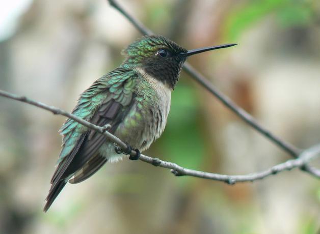 Ruby-throated Hummingbird