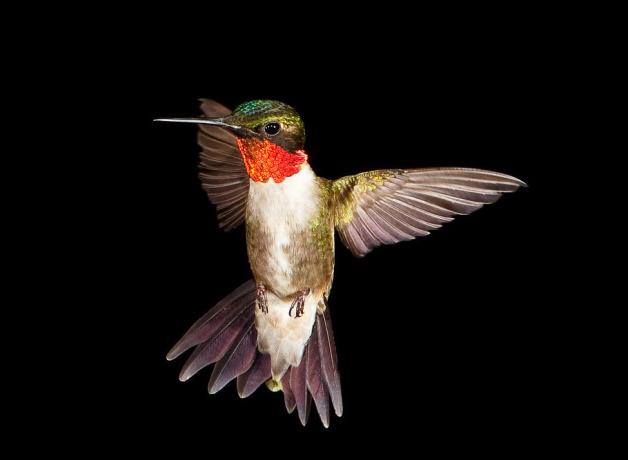 Ruby-throated Hummingbird