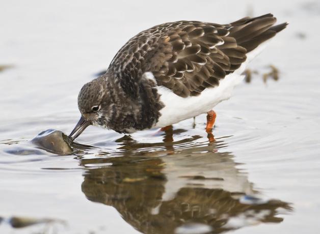 Ruddy Turnstone turning over a stone on the shore