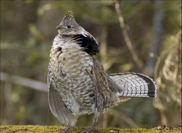 Ruffed Grouse