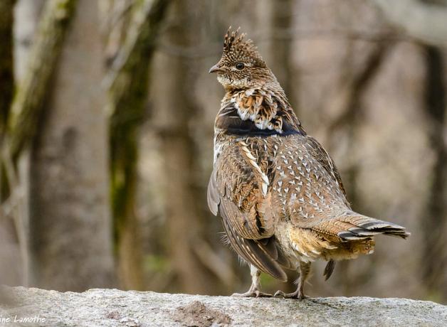 A male Ruffed Grouse standing on a log, with trees in the background