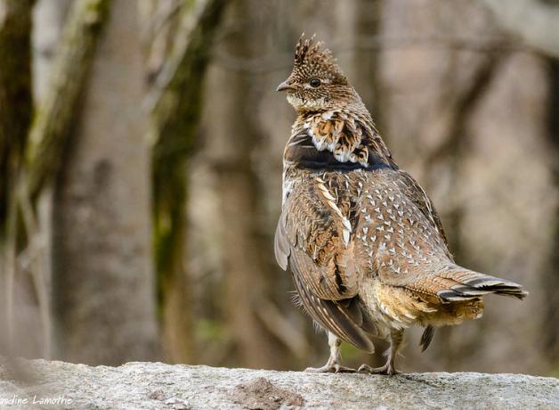 Un grévol engolado posado en el bosque.