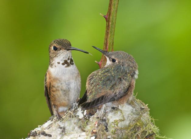 Rufous Hummingbird at nest with her chick
