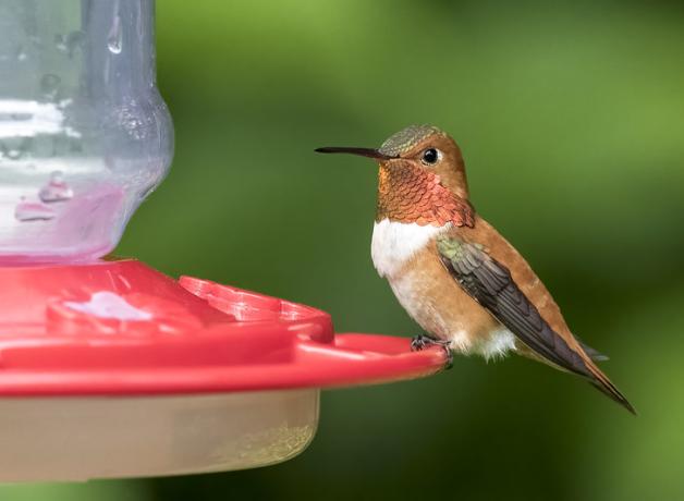 A male Rufous Hummingbird with buff-color breast and reddish orange throat is perched at a nectar feeder