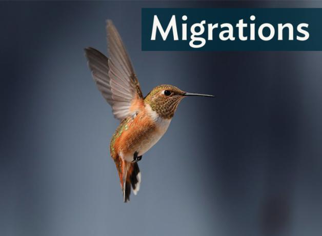 Rufous Hummingbird hovering in place, bronze body shining, wings a blur.