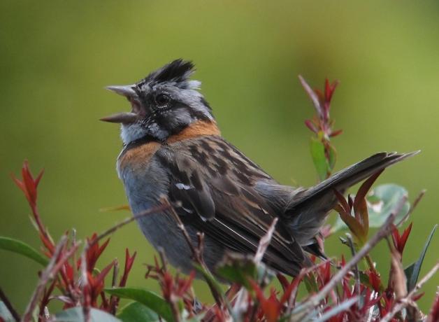 Rufous-collared Sparrow singing