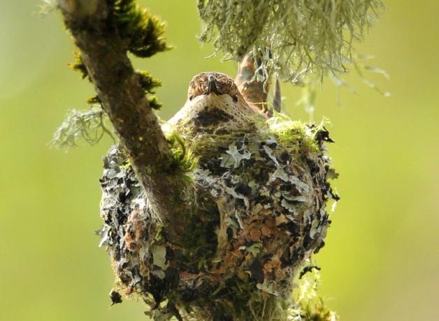 Rufous Hummingbird on her nest