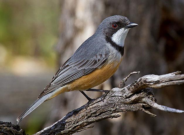 Rufous Whistler