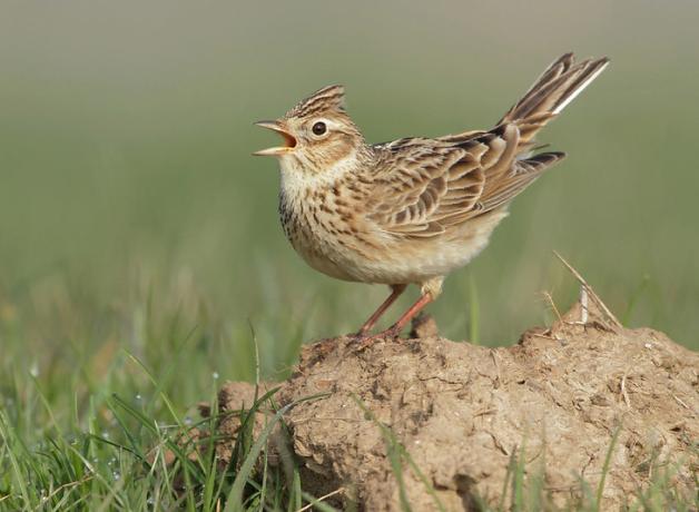Skylark singing