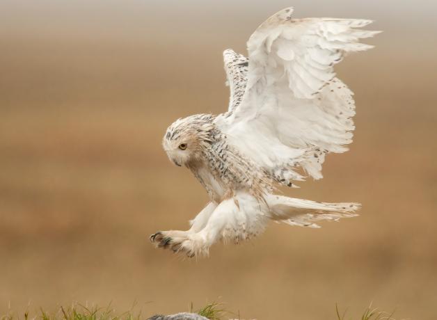 Snowy Owl comes in for a landing