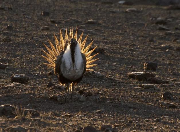 Greater Sage-Grouse male