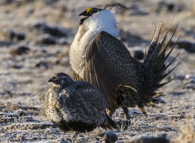Greater Sage-Grouse pair