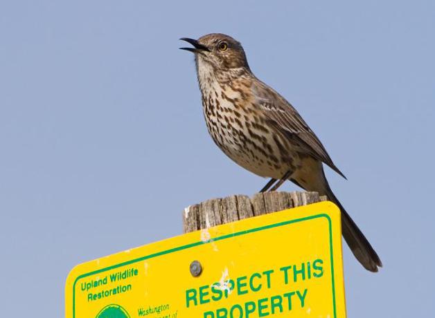 Sage Thrasher singing atop a sign post