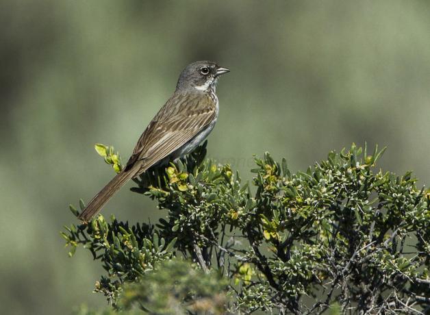 Sage Sparrows Return | BirdNote