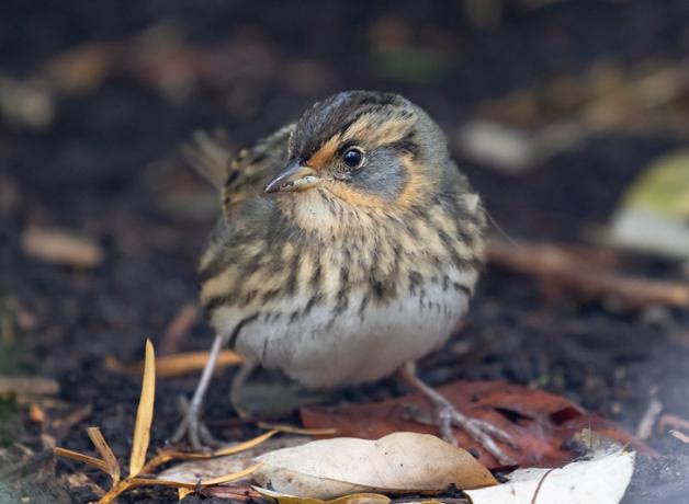 Saltmarsh Sparrow