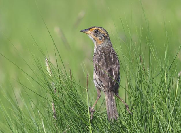 Saltmarsh Sparrow