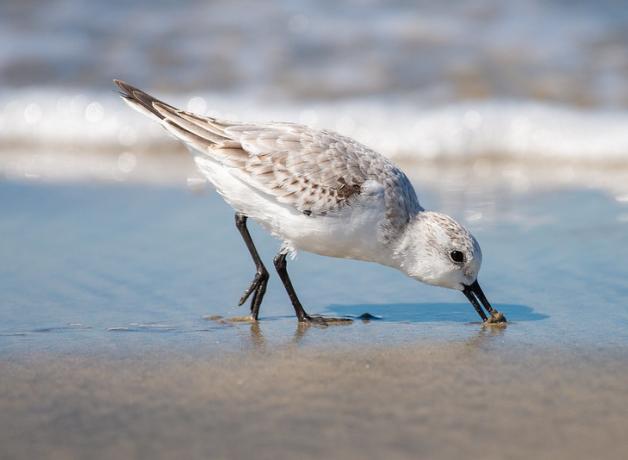 A Sanderlin in right profile while it buries its bill in wet sand while feeding, the foam of a wave's edge in the background.