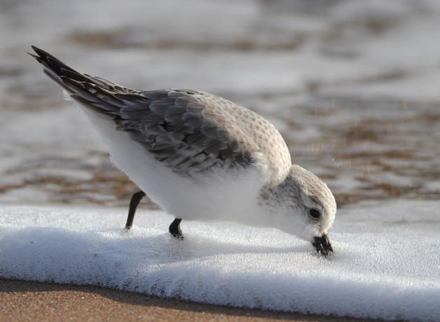Sanderling beak down in foam at ocean's edge
