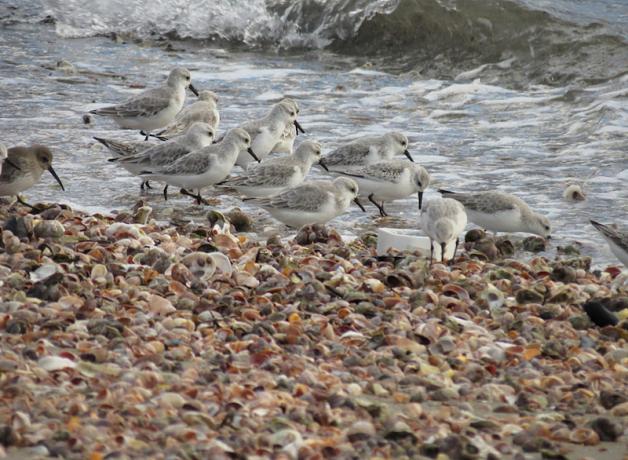 Sanderlings foraging on beach