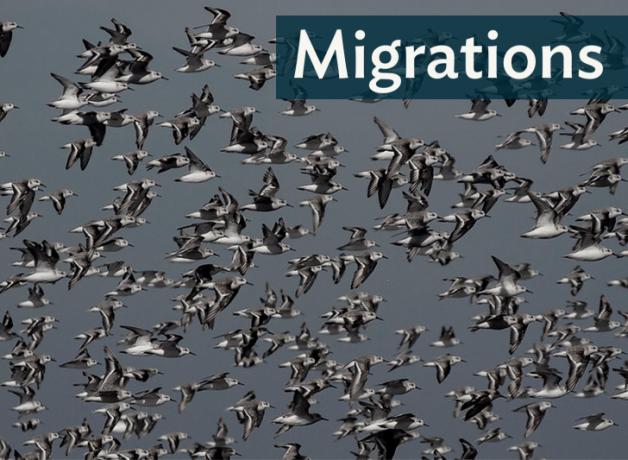 Large flock of Sanderlings in flight