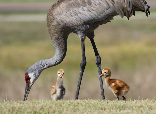 A Sandhill Crane lowers its head to feed on grassy area while two of its fluffy chicks stand near.