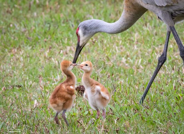 An adult Sandhill Crane on its long thin legs lowers its head toward two small fuzzy Sandhill Crane chicks