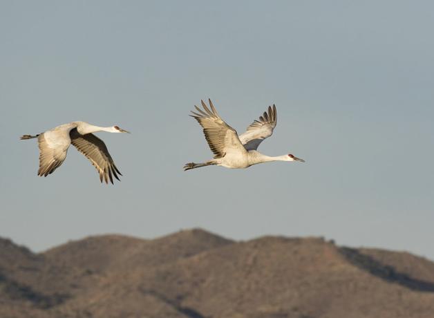 Pair of Sandhill Cranes in flight