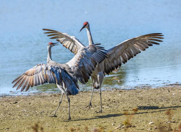 Two Sandhill Cranes leaping and "dancing" in courtship display