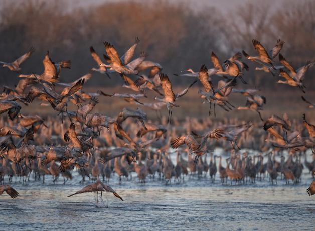 Sandhill Cranes