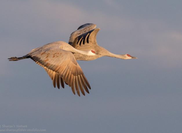 Sandhill Cranes in flight