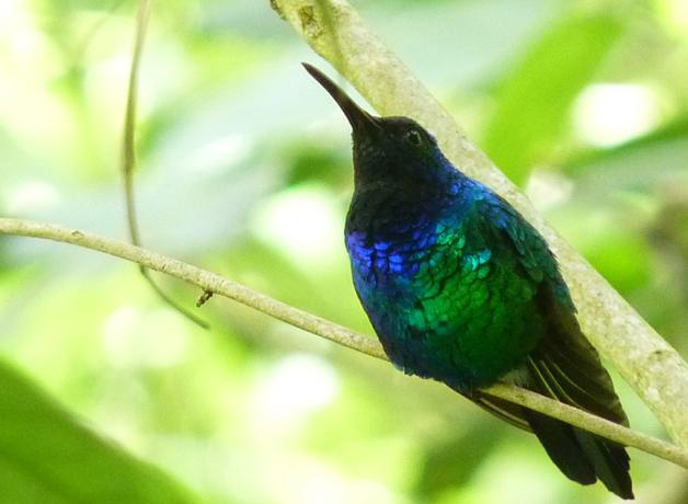 A black hummingbird with iridescent blue throat and green breast
