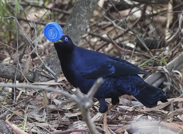 A male Satin Bowerbird holding a blue plastic bottle cap in his beak as he collected blue items to place around his nest.