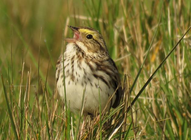 Savannah Sparrow singing