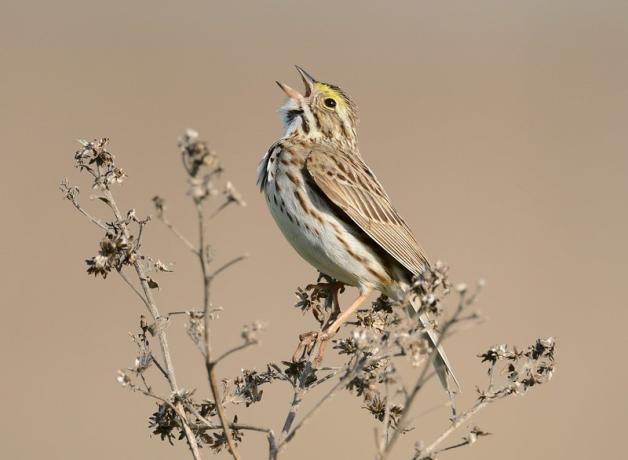 A small light brown and buff-colored bird sings while perched on a delicate branch.